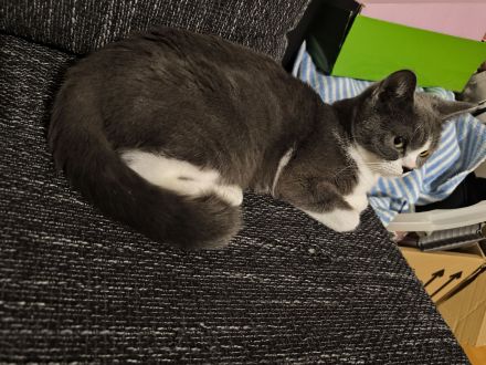 Britisch Kurzhaar (BKH) Katze sucht liebevolles Zuhause