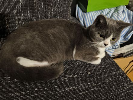 Britisch Kurzhaar (BKH) Katze sucht liebevolles Zuhause