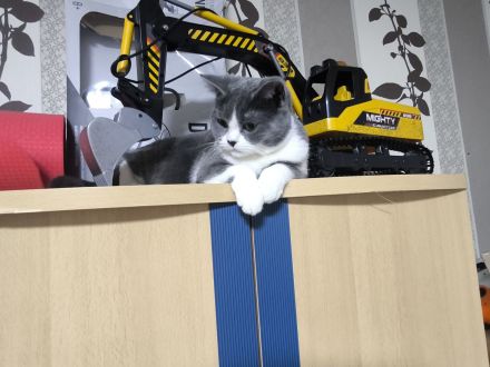 Britisch Kurzhaar (BKH) Katze sucht liebevolles Zuhause