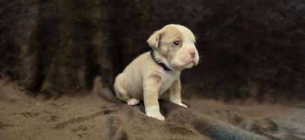 Wunderschöne Old English Bulldog Welpen