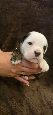 Wunderschöne Old English Bulldog Welpen