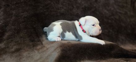 Wunderschöne Old English Bulldog Welpen