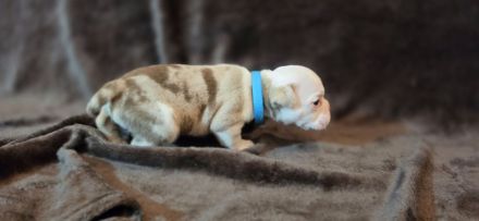 Wunderschöne Old English Bulldog Welpen