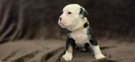 Wunderschöne Old English Bulldog Welpen