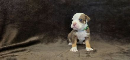 Wunderschöne Old English Bulldog Welpen