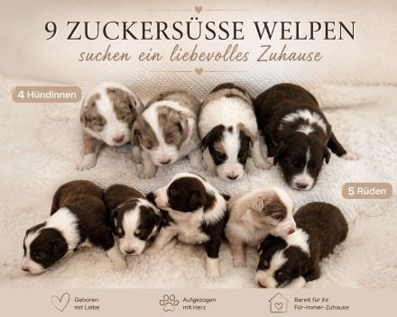 9 Zuckersüße Welpen