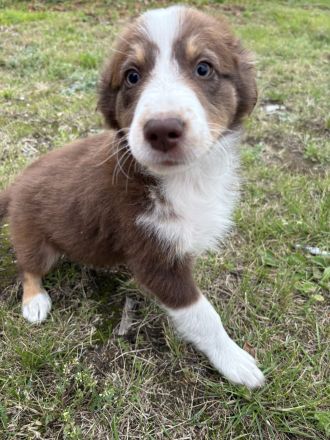 🐶 Liebevolle Border Collie × Australian Shepherd Welpen 🐶