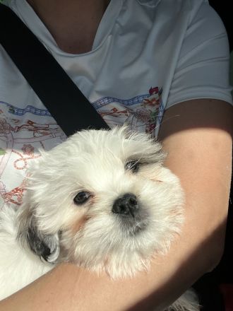 Liebevolle Shih-Tzu × Malteser Welpen Dringender Verkauf wegen Umzugs. Preisverhandelbar!