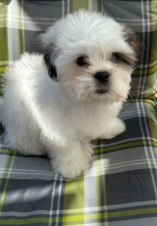 Liebevolle Shih-Tzu × Malteser Welpen Dringender Verkauf wegen Umzugs. Preisverhandelbar!