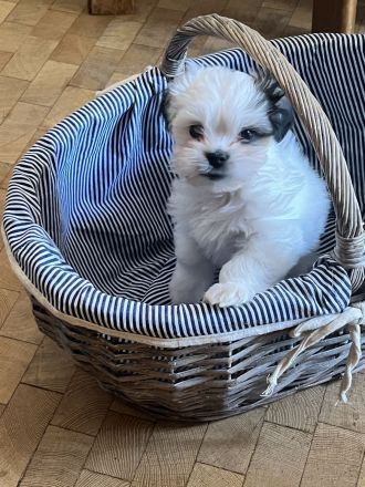 Liebevolle Shih-Tzu × Malteser Welpen Dringender Verkauf wegen Umzugs. Preisverhandelbar!