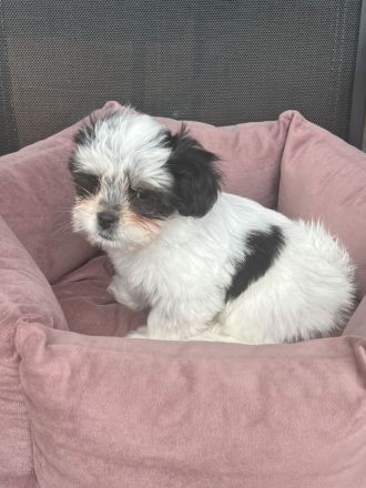 Liebevolle Shih-Tzu × Malteser Welpen suchen ein neues Zuhause!