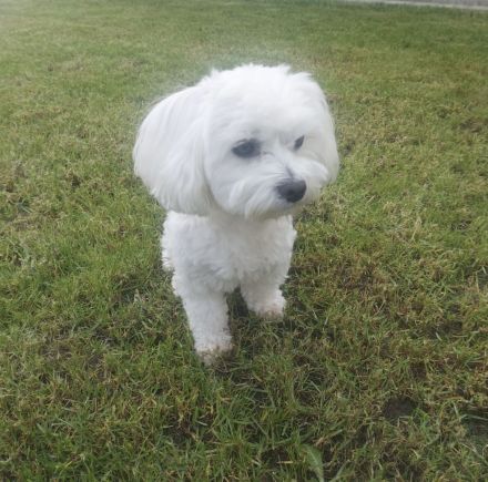 Liebevolle Shih-Tzu × Malteser Welpen suchen ein neues Zuhause!