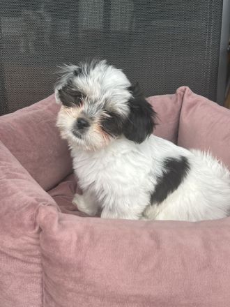 Liebevolle Shih-Tzu × Malteser Welpen suchen ein neues Zuhause!