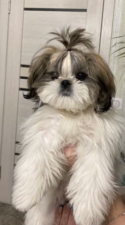 Liebevolle Shih-Tzu × Malteser Welpen suchen ein neues Zuhause!