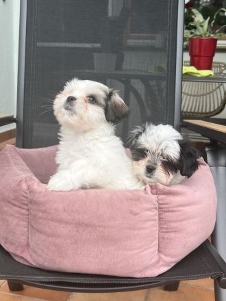 Liebevolle Shih-Tzu × Malteser Welpen suchen ein neues Zuhause!