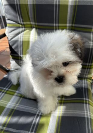 Liebevolle Shih-Tzu × Malteser Welpen Dringender Verkauf wegen Umzugs. Preisverhandelbar!