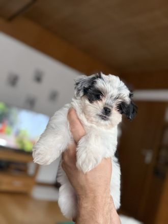 Liebevolle Shih-Tzu × Malteser Welpen suchen ein neues Zuhause!