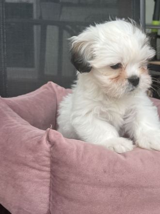 Liebevolle Shih-Tzu × Malteser Welpen suchen ein neues Zuhause!