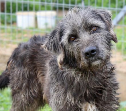 Goldschatz TROY, aus schlimmen Verhältnissen gerettet, hat so viel Liebe zu geben