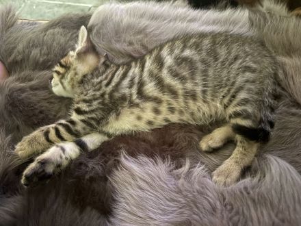 Traumkitten💝 Bengal X Maine- Coon 🥰 250€‼️