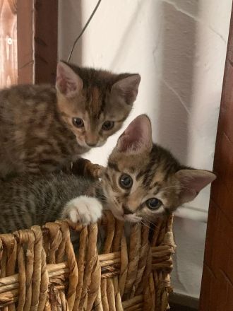 Traumkitten💝 Bengal X Maine- Coon 🥰 250€‼️