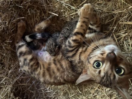 Traumkitten💝 Bengal X Maine- Coon 🥰 250€‼️