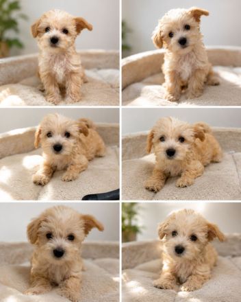 Maltipoo welpen suchen neues zuhause Toypudel/ Malteser/ zwergpudel