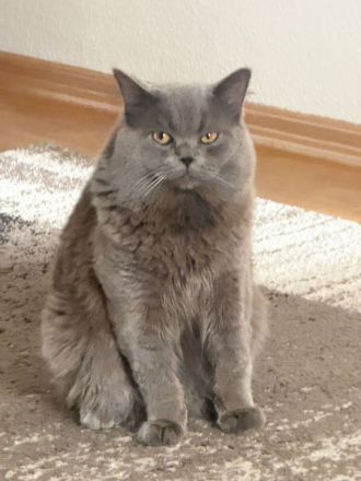 Reinrassige bkh deckkater