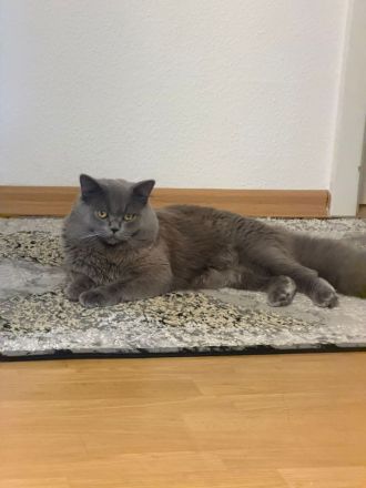 Reinrassige bkh deckkater