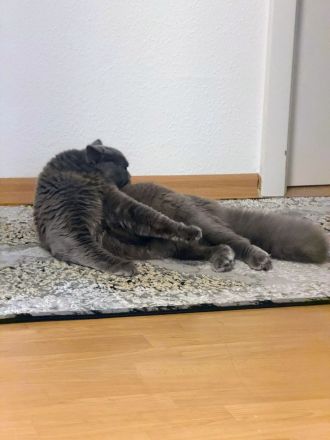 Reinrassige bkh deckkater