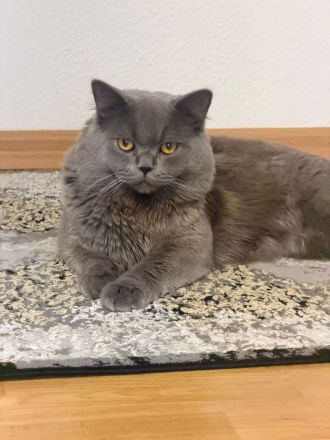 Reinrassige bkh deckkater