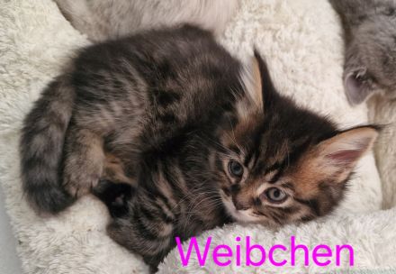 Noch 2 Wunderhübsche BKH/BLH mix