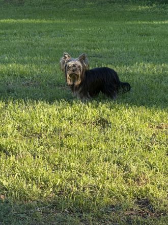 Wundervolle Yorkshire Terrier Welpen