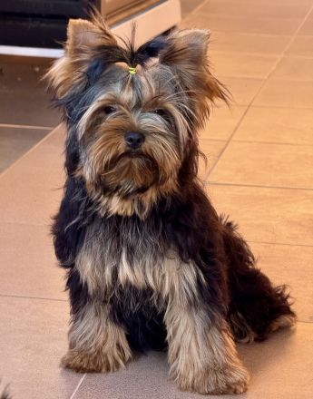 Wundervolle Yorkshire Terrier Welpen