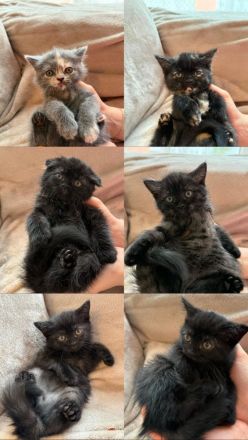 6 Babys Perser Mix Kitten sucht ein liebevolles Zuhause