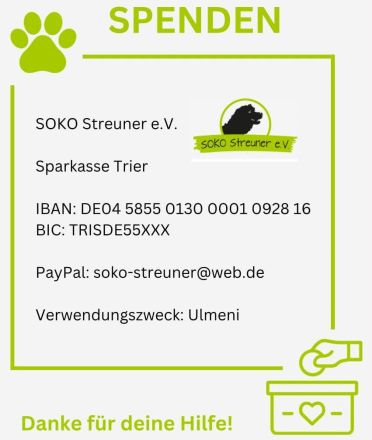 Adino,auf PS in 03199 Welzow sucht seine eigene Familie