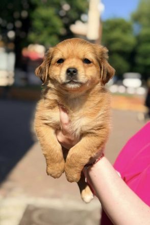 Adino, sucht seineFamilie