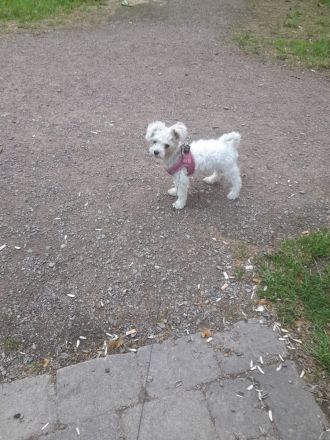 Bichon Mini