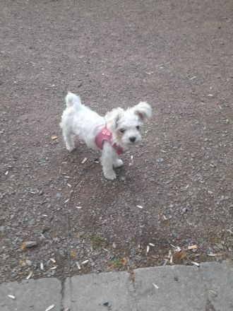 Bichon Mini