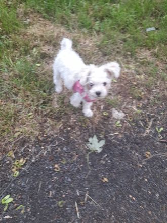 Bichon Mini