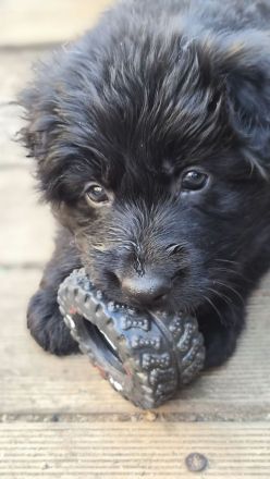 Deutscher Schäferhund Langhaar Welpe