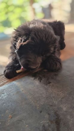 Deutscher Schäferhund Langhaar Welpe