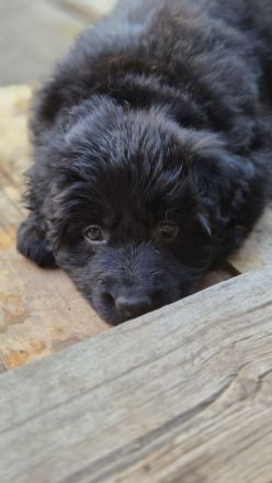 Deutscher Schäferhund Langhaar Welpe