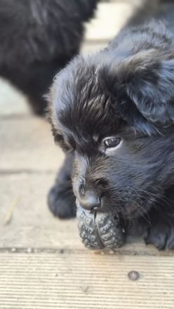 Deutscher Schäferhund Langhaar Welpe