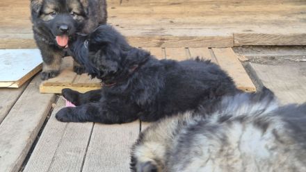 Deutscher Schäferhund Langhaar Welpe