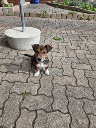 Jack Russel Hündin aus eigener Zucht. 18 Wochen