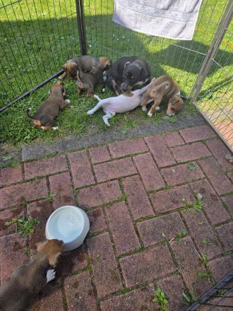 Jack Russel Hündin aus eigener Zucht. 18 Wochen