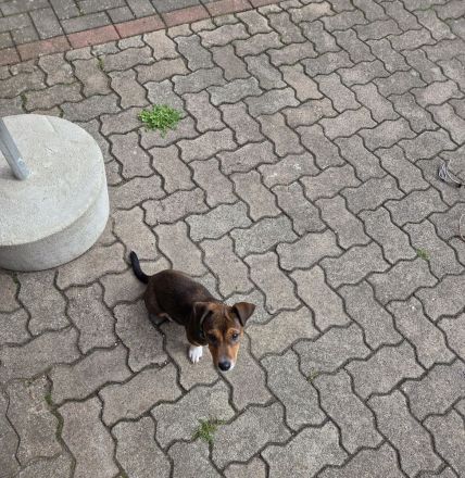 Jack Russel Hündin aus eigener Zucht. 18 Wochen