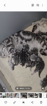 Black Silver Tabby Classic mit Stammbaum in Berlin