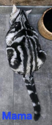 Black Silver Tabby Classic mit Stammbaum in Berlin